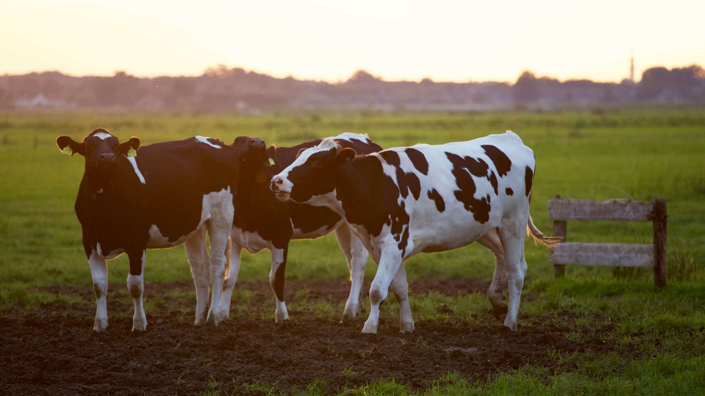 Merada Holstein inekler, kırsal doğa